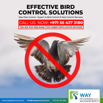  Protect your building from damage with our bird control services in Dubai