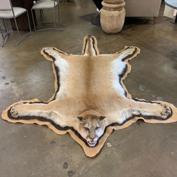 Mountain lion Taxidermy Rugs 