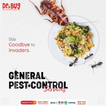 best pest control in Dubai