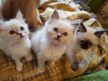 Lovely Ragdoll kittens available for sale