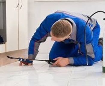 Protect Your Home or Business: Al Waha Hygiene's Pest Control in Dubai