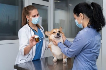 Al Barsha Veterinary Clinic - Your Trusted Veterinary Doctor in Dubai