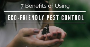 # Spraying Pest Control – Safe & Eco-Friendly 