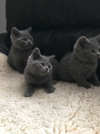 Blue British Shorthair Kittens For sale
