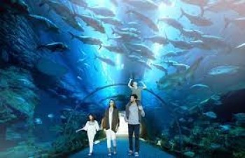 dubai aquarium & underwater zoo1