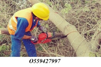 Tree cutting and disposal service