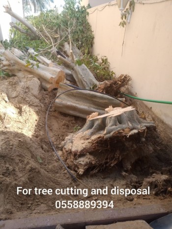 Tree cutting 4