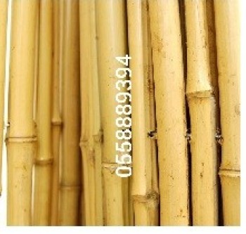 Thicker bamboo 2