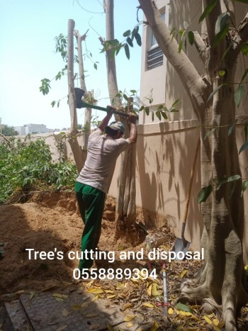 Tree cutting 2