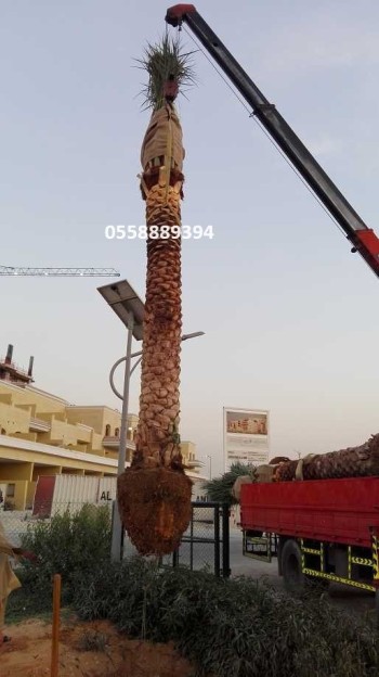 Date Palm tree delivery and planting All over UAE