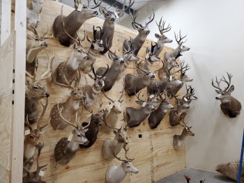 Excellent quality Taxidermy Mounts available for sale