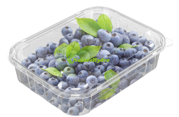 Plastic Clamshell Blueberry Box Wholesale