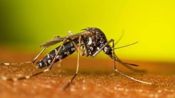Need Reliable Mosquitoes Control Services in Dubai? Contact Al Falak